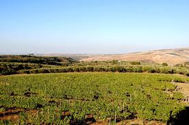 L’Aglianico tra leggenda e nobiltà